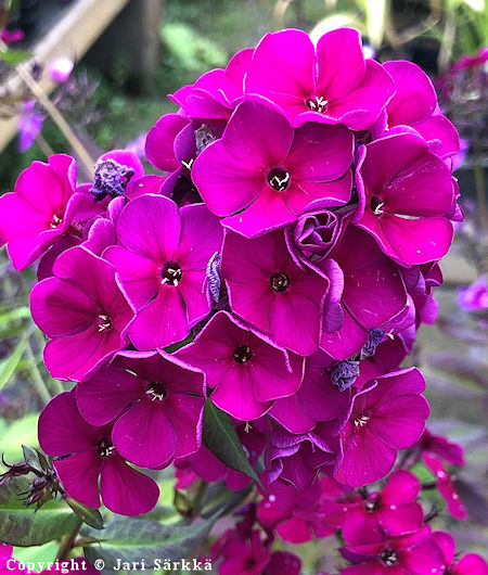 Phlox paniculata Raving Beauty syysleimu